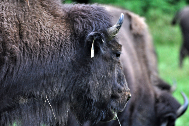 bison hered